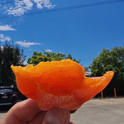 Seasonal Fruit Highlights at UMall Australia
