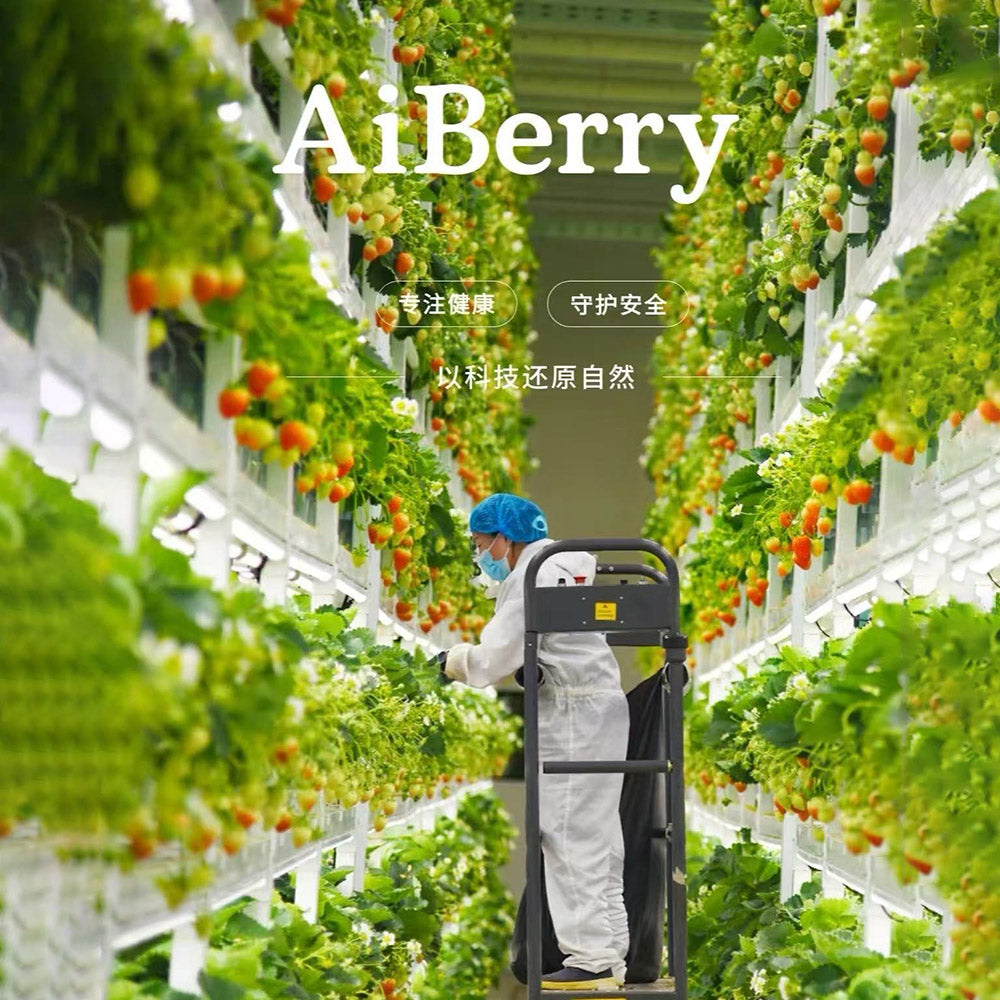 meijishu-pink-jade-high-sugar-strawberries-350g-box-4