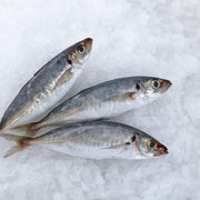 Catch of the Weekend at UMall Australia
