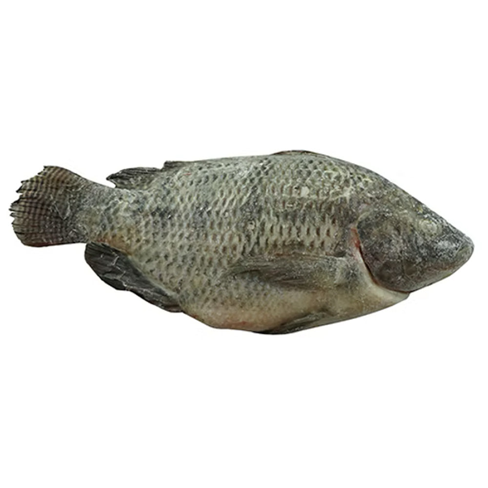 Frozen-Whole-Tilapia-(Scaled-&-Gutted)---600-800g-1
