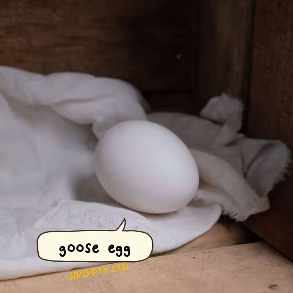 Jipo-Fresh-Goose-Eggs---2-Eggs-(1-Box)-2