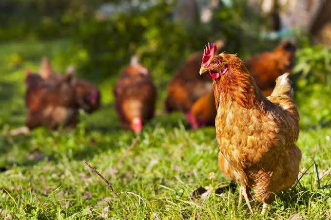 Grain-Fed-Free-Range-Small-Hen---1kg-2