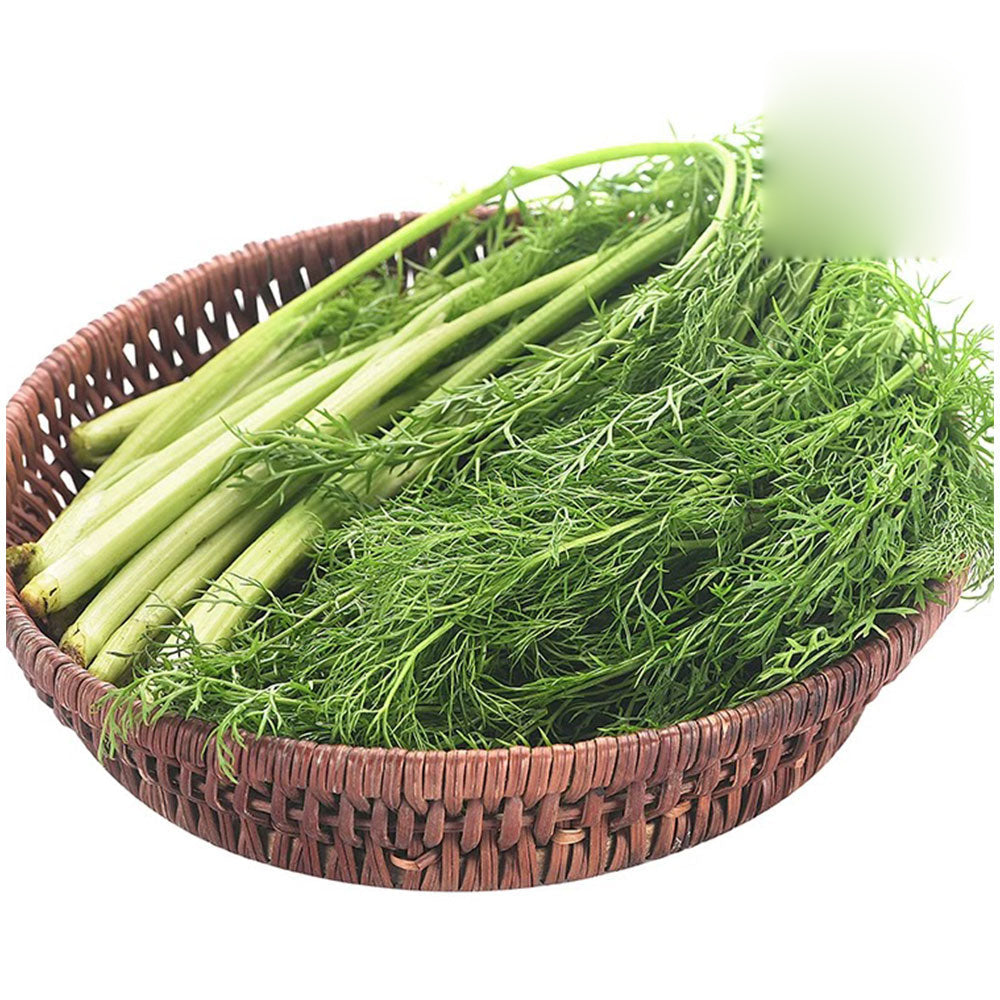 Thì Là Tây (Fennel) 1 bó – rau thơm tươi, hỗ trợ tiêu hóa