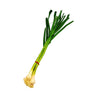 Tỏi Non (Green Garlic) 1 bó – tươi ngon, thơm nồng