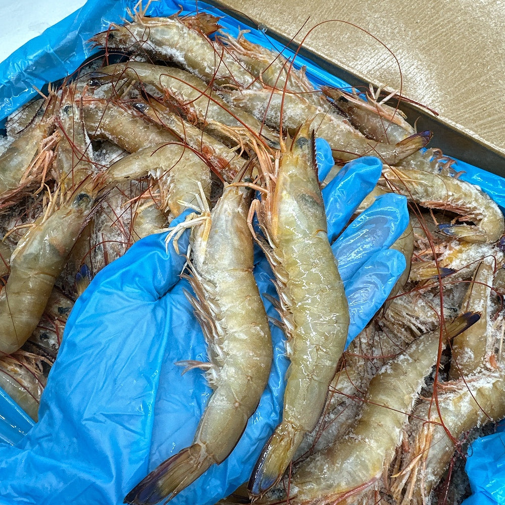 Shell Exmouth Exmouth Wild Prawns U10/20 – 5kg Box (Frozen at Sea) - Head-On Shell-O ...