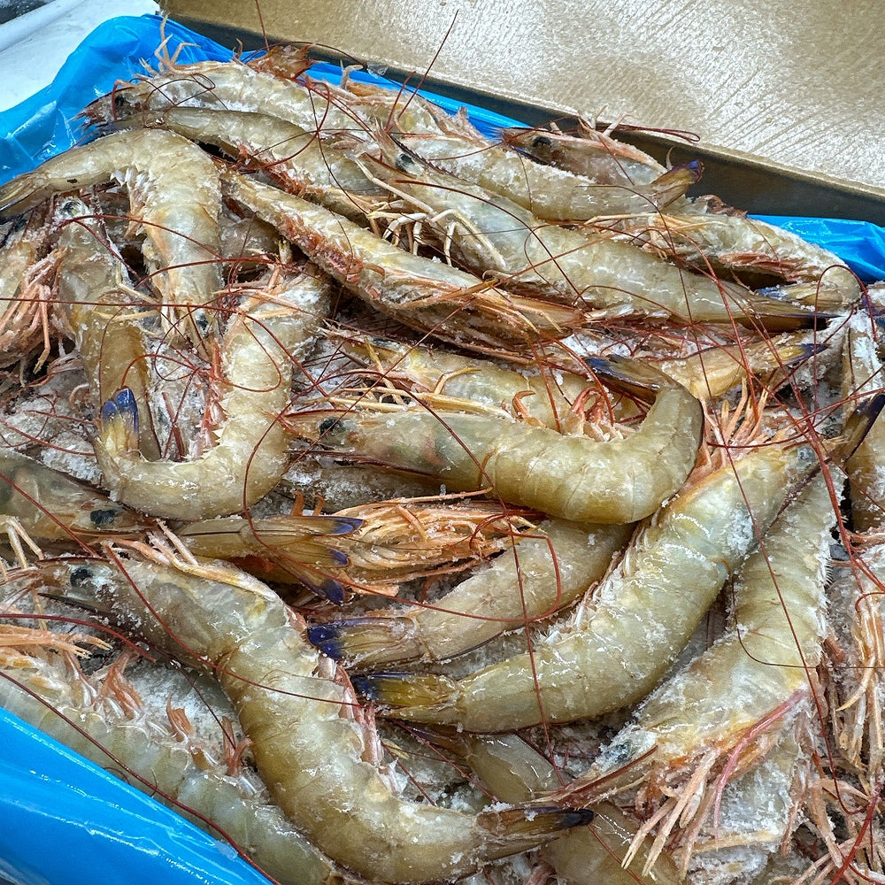 Shell Exmouth Exmouth Wild Prawns U10/20 – 5kg Box (Frozen at Sea) - Head-On Shell-O ...