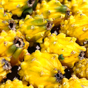 All Fruit at UMall Australia