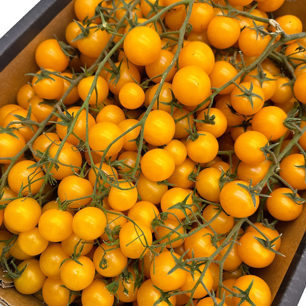 Crisp-Sweet-Yellow-Tomatoes-on-the-Vine---Box-of-5kg-1