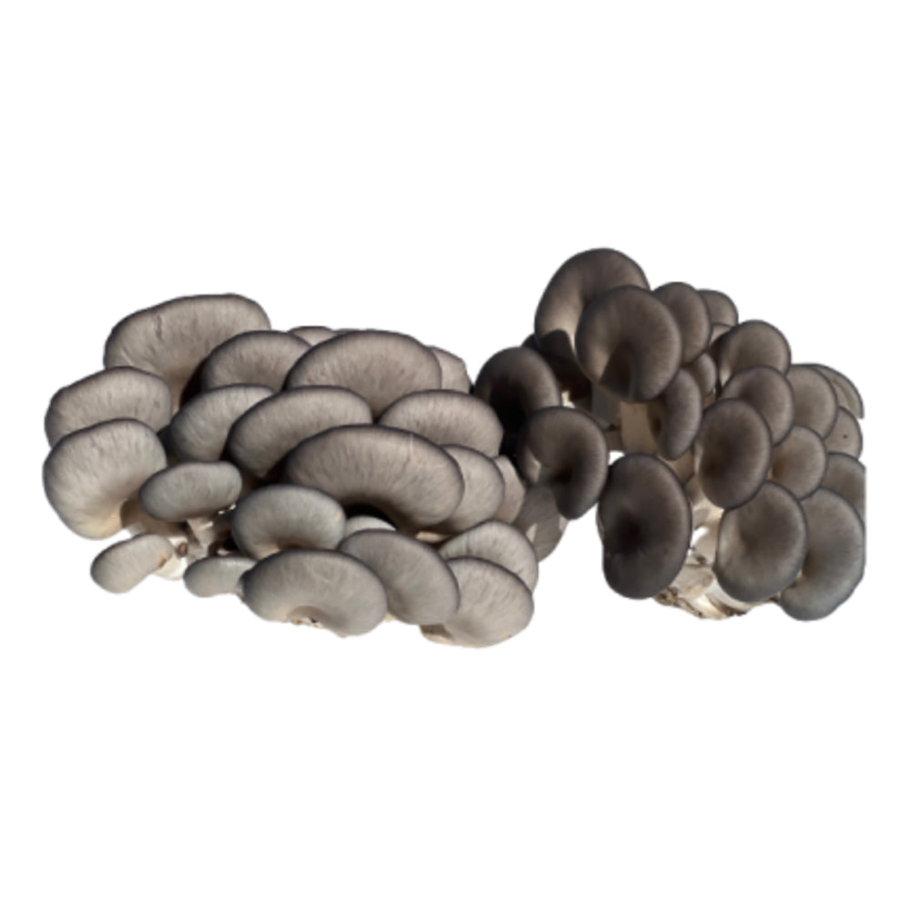 Nấm Shimeji Chois 150 g – nấm tươi cho lẩu, xào & súp