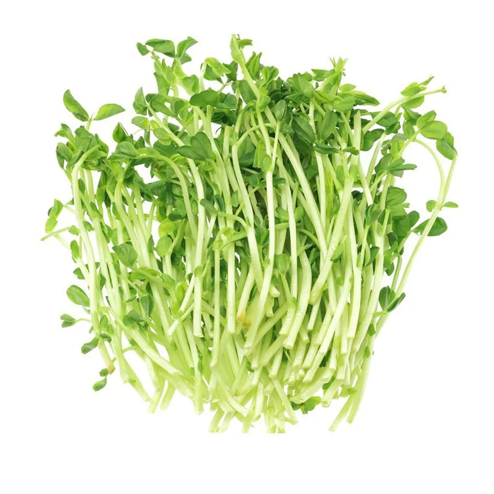 Mầm Đậu Hà Lan (Snow Pea Sprouts) 160 g – rau mầm giòn mát, giàu vitamin