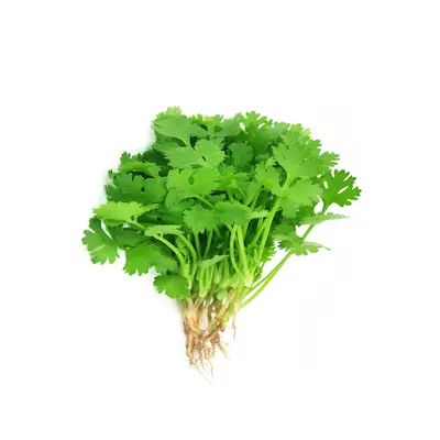 Coriander Bunch