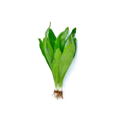 Coriander Sawtooth Bunch