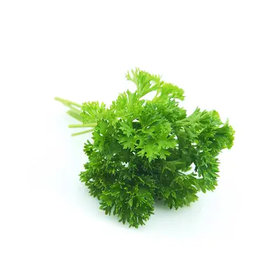 Parsley Curly Big Bunch